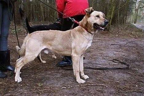 Mango - młodziutkie, biszkoptowe cudo do adopcji, 