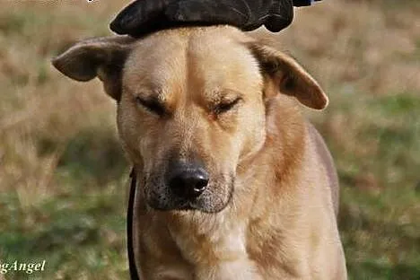 Mango - młodziutkie, biszkoptowe cudo do adopcji, 