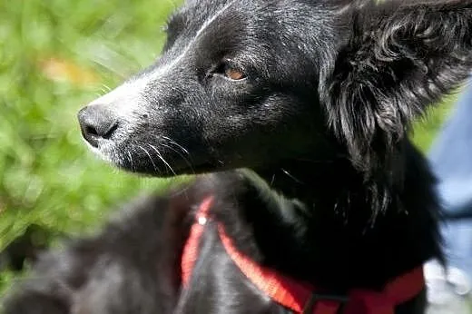 Laya - urocze cudo do adopcji :),  Kundelki cała Polska