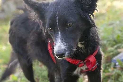 Laya - urocze cudo do adopcji :),  Kundelki cała P