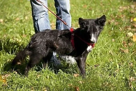 Laya - urocze cudo do adopcji :),  Kundelki cała P