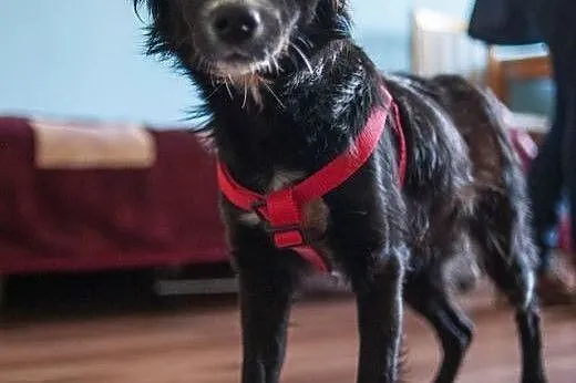 Laya - urocze cudo do adopcji :),  Kundelki cała P