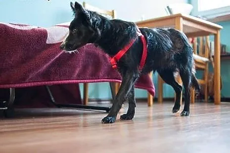 Laya - urocze cudo do adopcji :),  Kundelki cała P