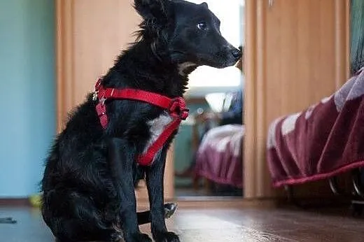 Laya - urocze cudo do adopcji :),  Kundelki cała P