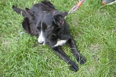 Laya - urocze cudo do adopcji :),  Kundelki cała P