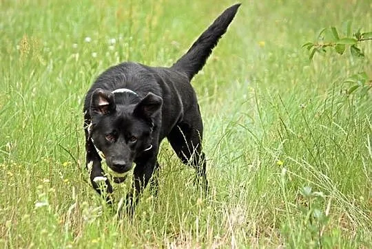 Uśmiechnięty, kochany Bleki, radosny LABRADOR adop