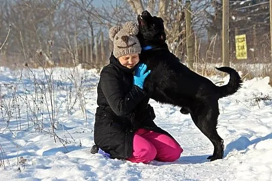 Uśmiechnięty, kochany Bleki, radosny LABRADOR adop