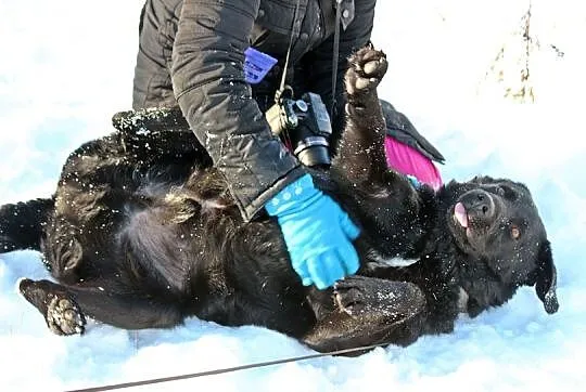 Uśmiechnięty, kochany Bleki, radosny LABRADOR adop
