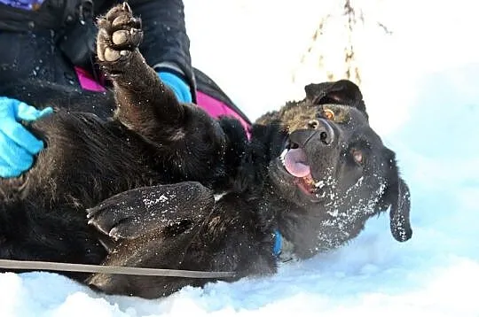 Uśmiechnięty, kochany Bleki, radosny LABRADOR adop