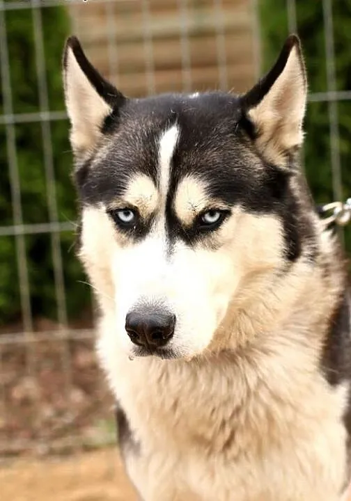 Zeus - pies husky, mazowieckie Nowy Dwór Mazowiec