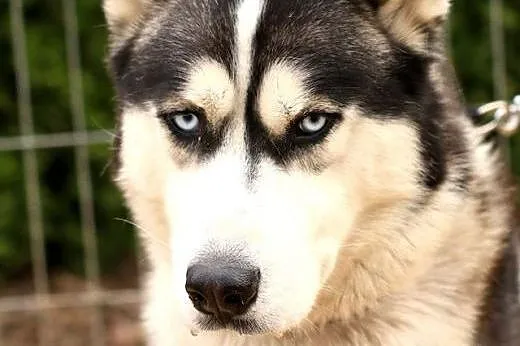 Zeus - pies husky, mazowieckie Nowy Dwór Mazowiecki