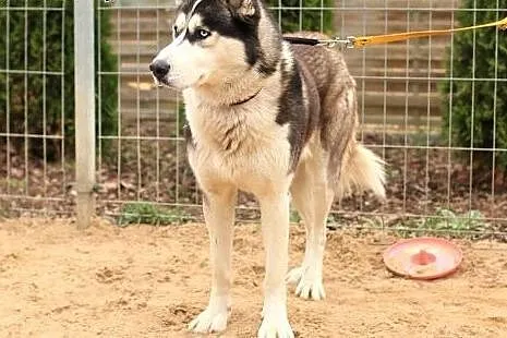 Zeus - pies husky,  mazowieckie Nowy Dwór Mazowiec