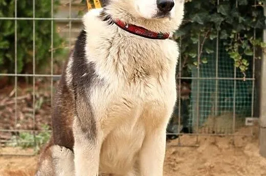 Zeus - pies husky,  mazowieckie Nowy Dwór Mazowiec