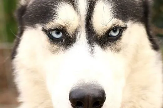 Zeus - pies husky,  mazowieckie Nowy Dwór Mazowiec