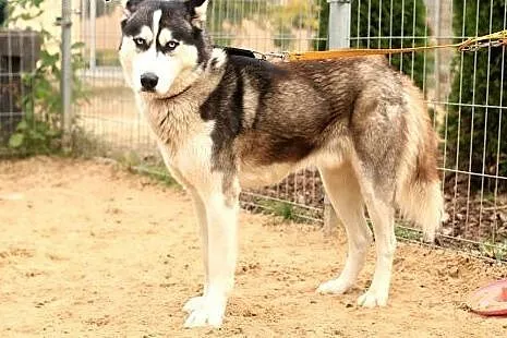 Zeus - pies husky,  mazowieckie Nowy Dwór Mazowiec