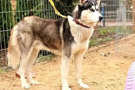Zeus - pies husky,  mazowieckie Nowy Dwór Mazowiec