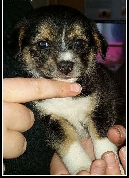 Maleńka 7tyg. Mimbla szuka domku !, mazowieckie W