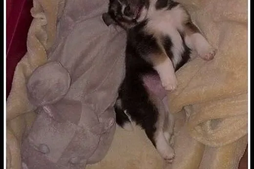 Maleńka 7tyg. Mimbla szuka domku !,  mazowieckie W