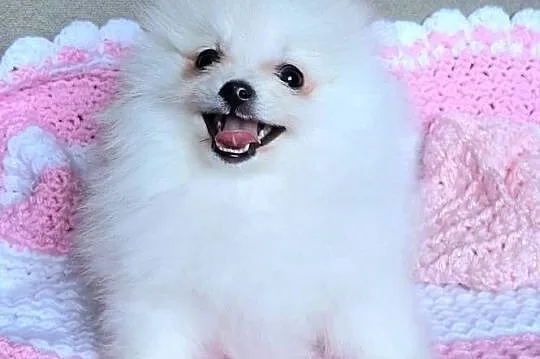 Piekna suczka szpic miniaturowy pomeranian