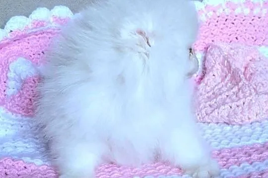 Piekna suczka szpic miniaturowy pomeranian, Łódzkie, Pabianice
