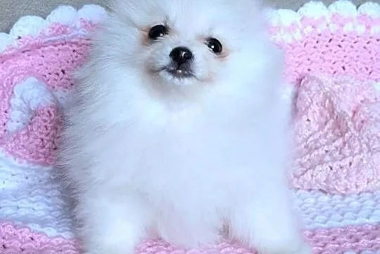 Piekna suczka szpic miniaturowy pomeranian, Łódzkie, Pabianice