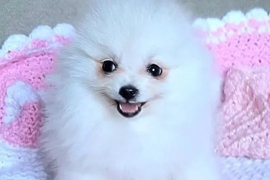 Piekna suczka szpic miniaturowy pomeranian, Łódzkie, Pabianice