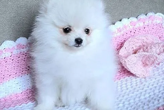 Piekna suczka szpic miniaturowy pomeranian, Łódzkie, Pabianice