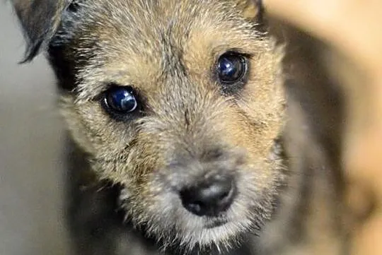 Denis rozrabiaka, 3 miesięczny SZCZENIAK szuka dom