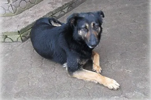 Tamira czeka na dom,  mazowieckie Warszawa