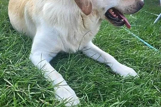 Labrador Reproduktor, Mazowieckie, Przesmyki