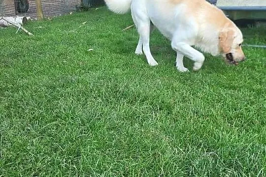 Labrador Reproduktor, Mazowieckie, Przesmyki