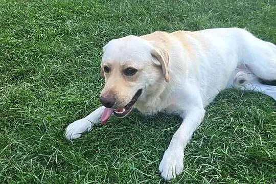 Labrador Reproduktor, Mazowieckie, Przesmyki