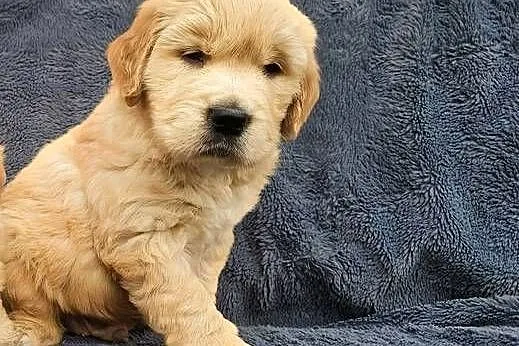 Golden Retriever - złoty szczeniak