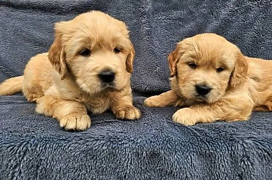 Golden Retriever - złoty szczeniak, Łódzkie, Polesie