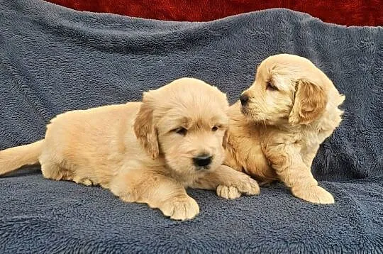 Golden Retriever - złoty szczeniak, Łódzkie, Polesie