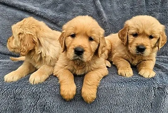 Golden Retriever - złoty szczeniak, Łódzkie, Polesie