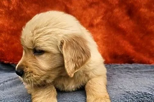 Golden Retriever - złoty szczeniak, Łódzkie, Polesie