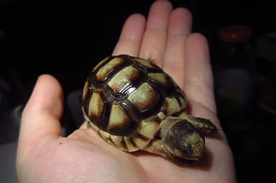 Żółw obrzeżony, żółwie Testudo marginata - maleńki