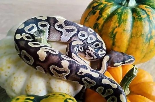 Pyton królewski , węże , wąż pytony królewskie