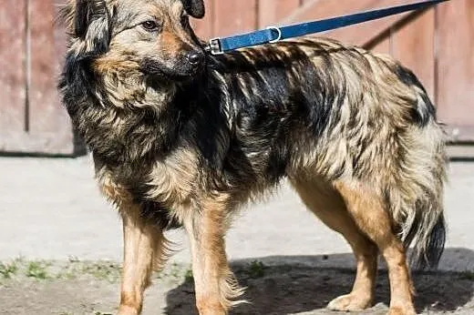 TOFIK i KARMELEK - roczne psiaki szukają domów,  m