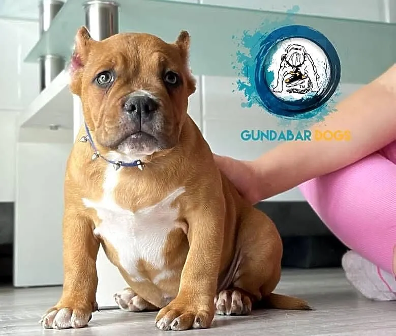 American Bully piesek ABKC Gundabar Dogs, Wielkopolskie, Koło