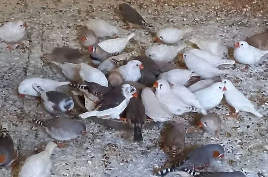 Zeberki Amadyny Zebrowate Całe Stado Sprzedam/Zamienię