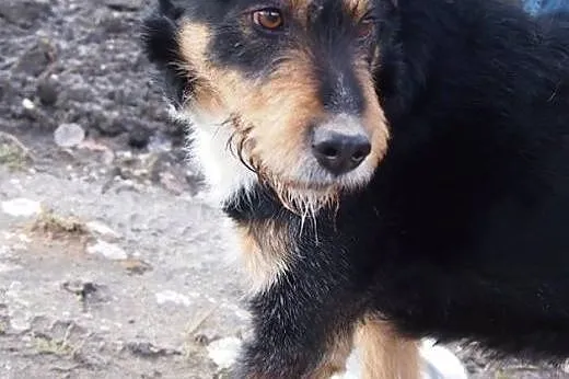 Figiel marzy o kochającym i odpowiedzialnym domku 