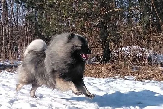 Szpic wilczy, Pomorskie, Kościerzyna