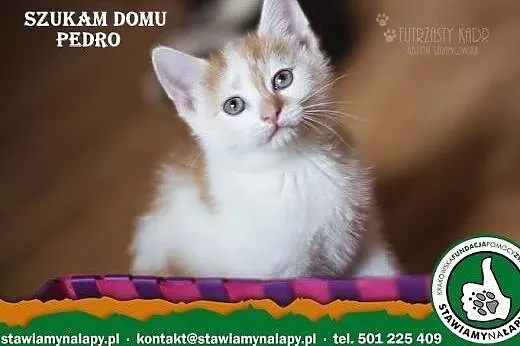 Pedro szuka domu. Fundacja Stawiamy Na Łapy,  mało