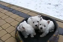 West Highland White Terrier szczeniaki z rodowodem, Radom