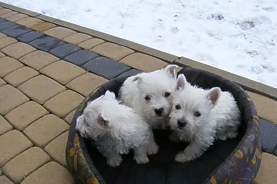 West Highland White Terrier szczeniaki z rodowodem