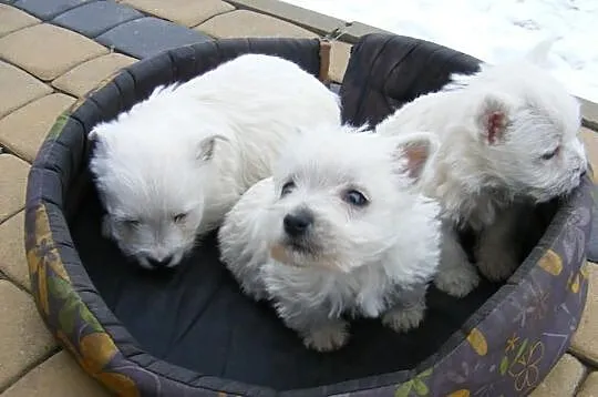 West Highland White Terrier szczeniaki z rodowodem