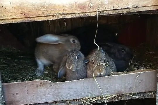 Króliki dorosłe samce oraz samice