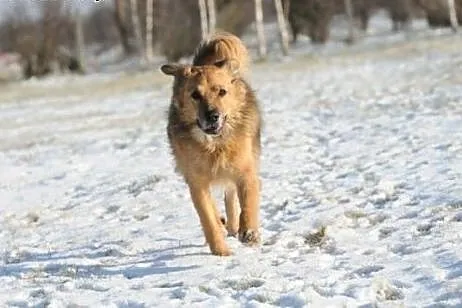 Teddy, jak przytulanka z bajki, lubelskie Lublin